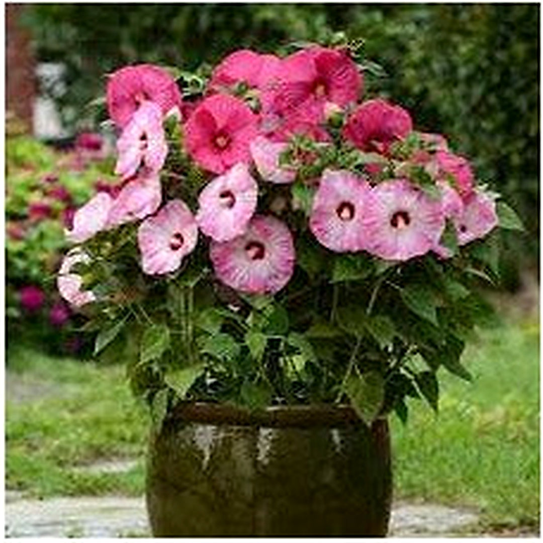 Mixed Luna Hibiscus Moscheutos Flower Seeds for Planting [neera-v5-311264e509ffa05c8e98]