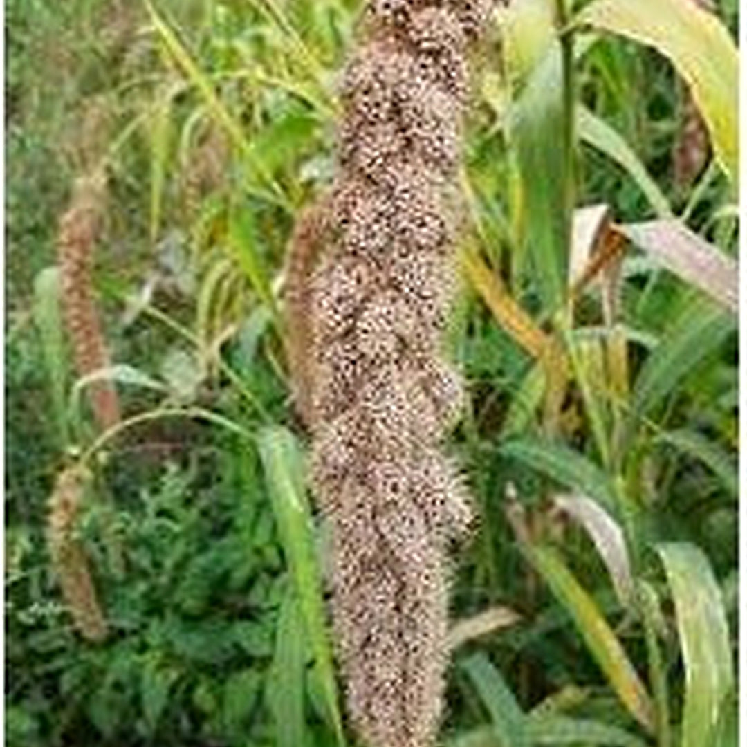 White Wonder Millet Seeds (Setaria italica) [neera-v5-31187665aa991c5e0dff]