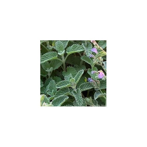 Green Cat Mint Plant Seeds for Aromatic and Pet-Friendly Gardens [neera-v5-313870a1d83b7b0794f1]
