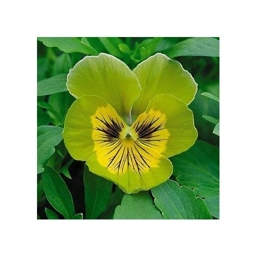 Organic Green Pansy Flower Seeds for Planting [neera-v5-313a07344d3b029e1a0d]