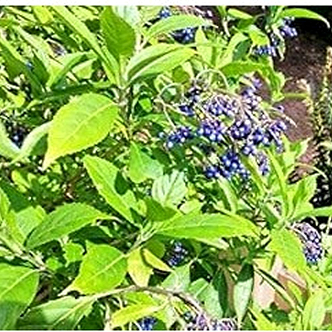 Blue Febrifuga Fruit Seeds for Planting | Heirloom Non-GMO Organic Seeds for Rare, Exotic Garden Fruits [neera-v5-313a395cfde904dbc212]