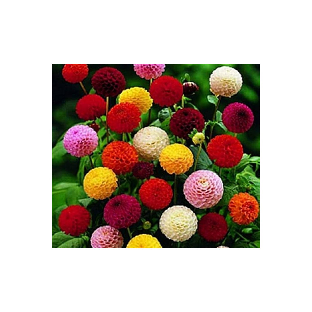 Dahlia Dahlia Pinnata Mixed Flower For Planting Great For Colorful Floral Displays In Backyard [neera-v5-3153a773fb3a05447e6a]