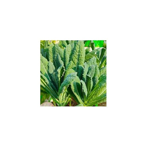 Green Kale Seeds for Planting [neera-v5-315f35c0be1dc4f79478]