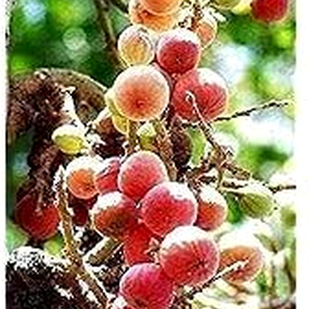 Sycomore Fig (Ficus sycomorus) Seeds [neera-v5-318cbb504974e10bb210]