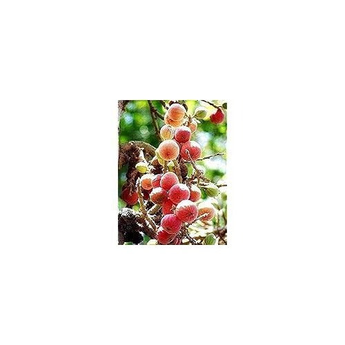 Sycomore Fig (Ficus sycomorus) Seeds [neera-v5-318cbb504974e10bb210]
