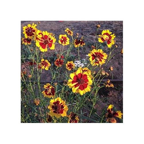 Red Yellow Coreopsis Flower Heirloom Non Gmo Flower For Planting Flower Seeds for Home Garden [neera-v5-318ff2aa836534790823]
