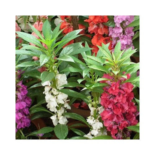 Tom Thumb Impatiens Planting Non Gmo Store Heirloom Easy To Grow Annual Blooms Flower Seeds [neera-v5-319cd8382fd50d0abbab]