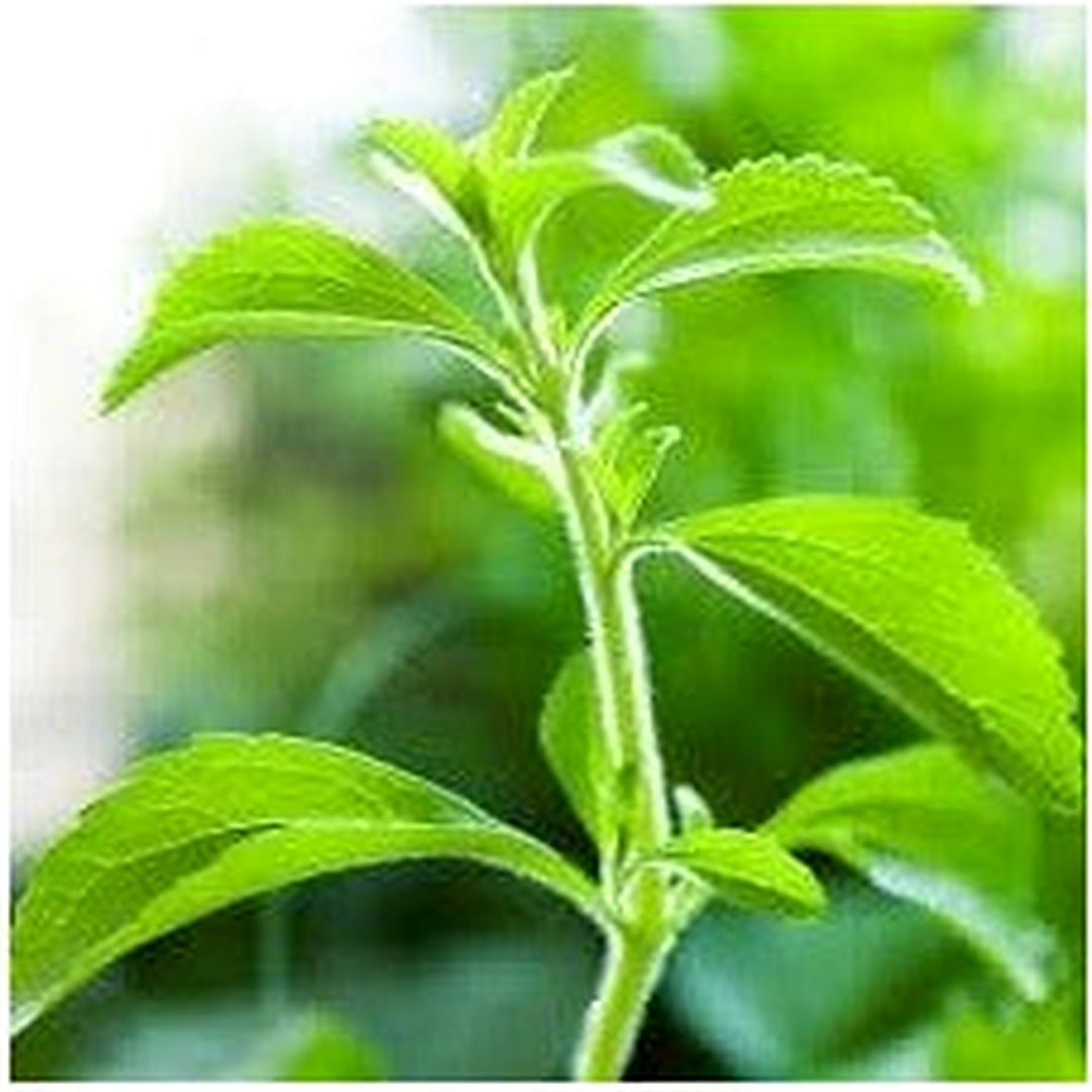 Stevia Plant Seeds for Natural Sweetener [neera-v5-31af83092b09bce68f7e]