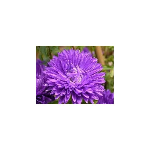 Organic Heirloom Violet Aster Flower Seeds [neera-v5-31b0d39edae147538e3f]