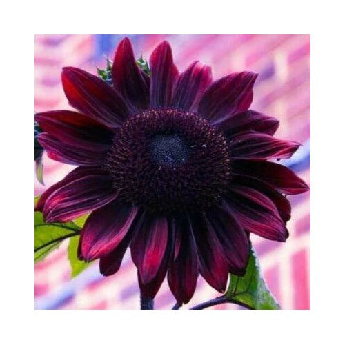 Chocolate Cherry Sunflower Planting Non Gmo Fresh Garden Heirloom Flower Seeds Home Garden [neera-v5-31b115244c9c9140f984]