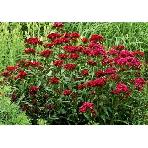 Burgundy Dianthus Flower Seeds for Planting [neera-v5-31b3dc36002ca3db0259]