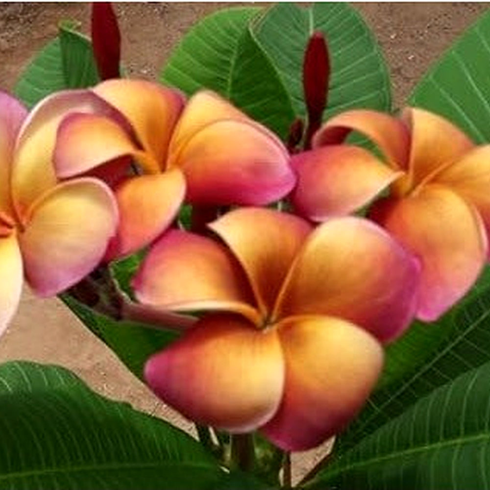 Purple Yellow Frangipani Flower Seeds [neera-v5-31bab25142ea752b6de2]