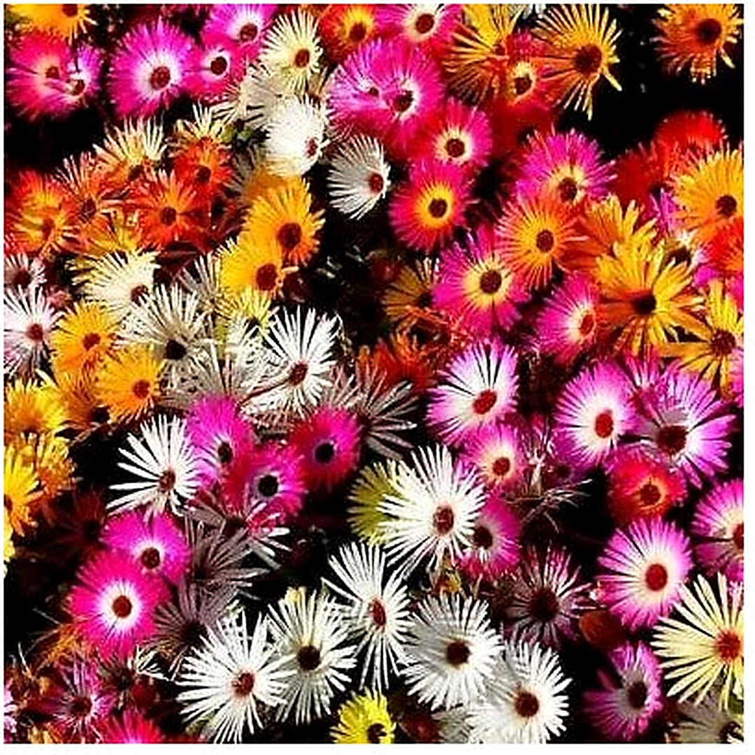 Daisy Ice Plant Livingstone Mix Dwarf Groundcover Drought Tolerant Heirloom Non Gmo Flower Seeds [neera-v5-31c3afb06965d24efd79]