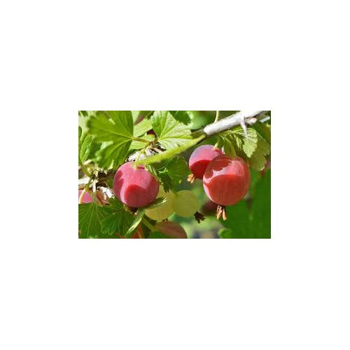 Poorman Red Gooseberry Tree Seeds for Planting [neera-v5-31d331fcab8f16689e53]