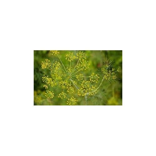 Mammoth Long Island Dill Seeds for Planting [neera-v5-31d806f6c7eef29c98c1]