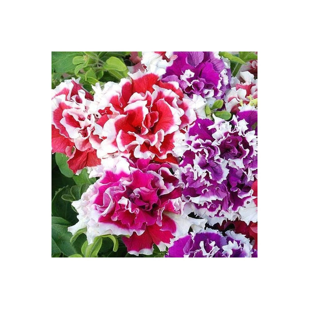 Petunia Petunia Hybrida Double Petals Flower For Planting Ideal For Hanging Baskets Garden [neera-v5-31dc6cd2877f90564a47]