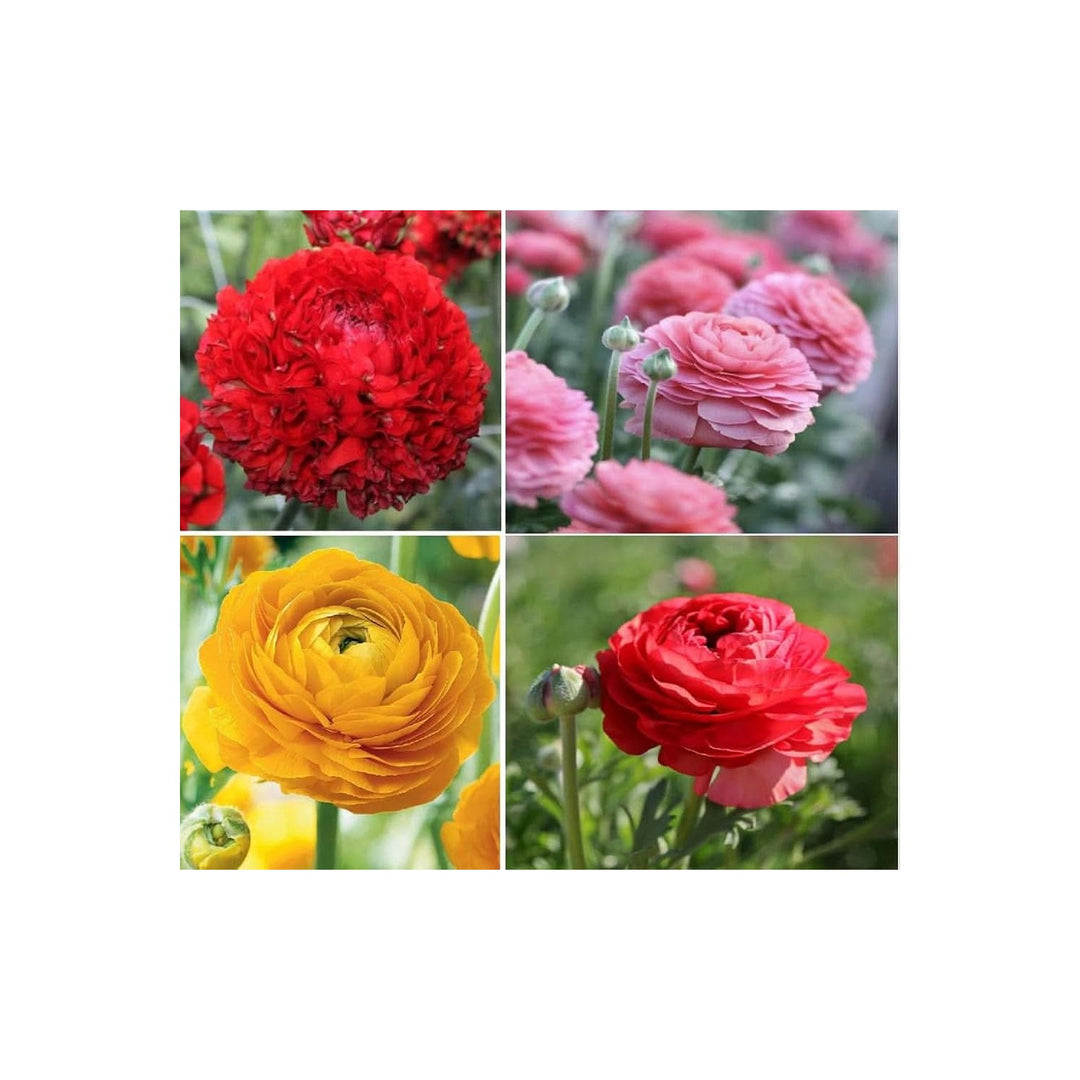 Ranunculus Asiaticus Perennial Flower Flower Seeds for Home Garden Planting, Landscape Organic [neera-v5-31e080e229cfb3f81674]