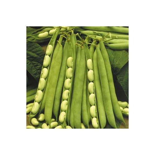 Pole Bean Vegetable Seeds for Planting [neera-v5-31ed425ee956f14797dc]
