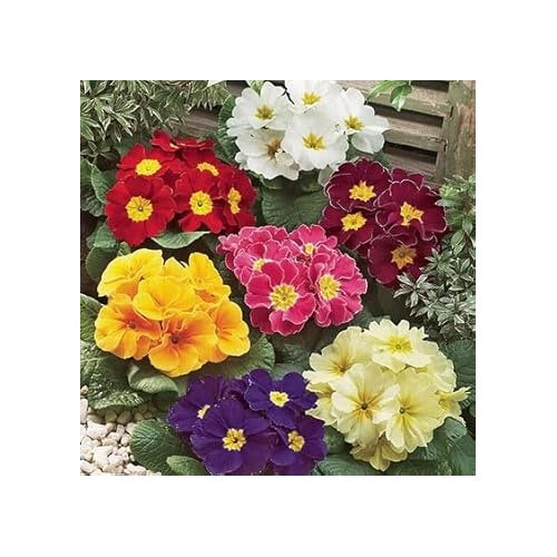 Non Gmo Mixed Primula Malacoides Flower For Garden Planting Primrose Flower Seeds for Home Garden [neera-v5-31f7286146ea962c5330]