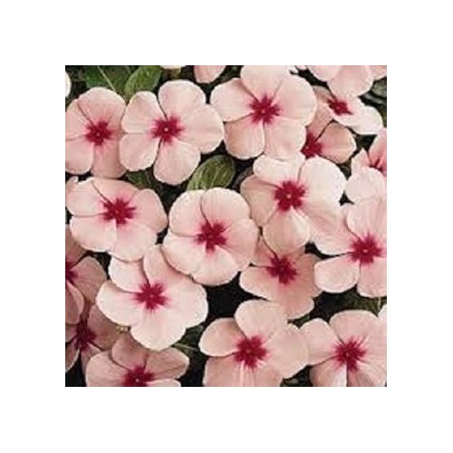 Heirloom Non-GMO Vinca Periwinkle Flower Seeds [neera-v5-31f74f9d31415eb1ca1c]