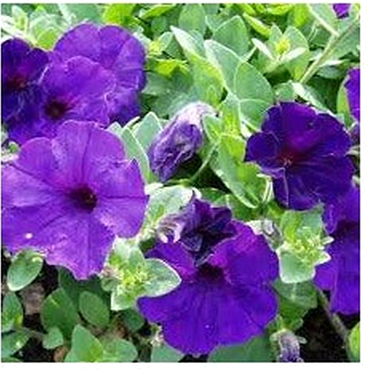 Blue Petunia Wave Flower Seeds for Garden Planting [neera-v5-31f8ffba9087aa88a869]
