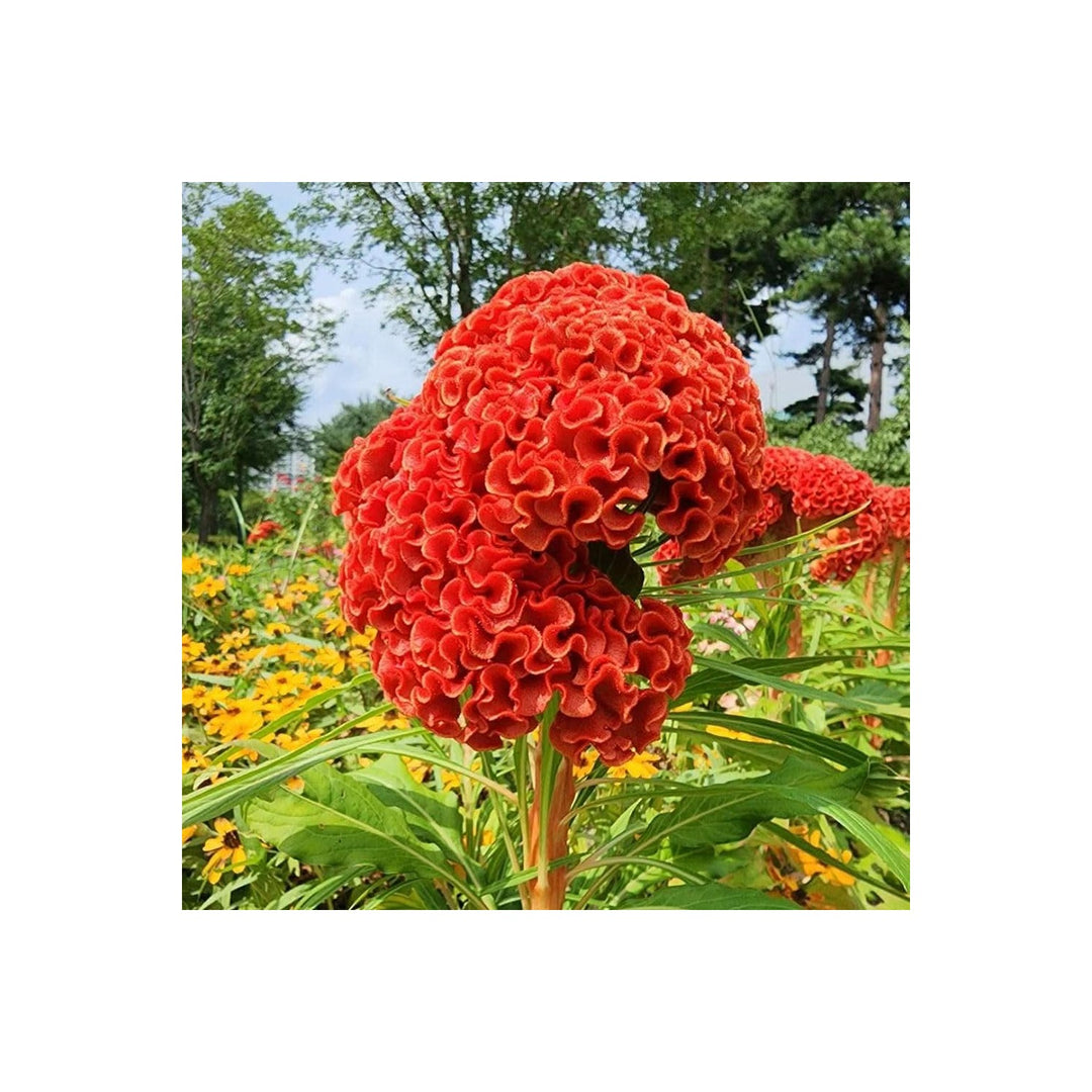 Celosia Giant Brain Crazy Colors Flower Flower Seeds for Home Garden Planting, Exotic Organic [neera-v5-320efc0b341ec8a7c1b1]