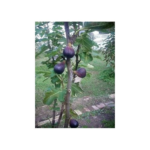 Madeira Fig Fruit Seeds for Planting [neera-v5-32116eac14095f41d033]