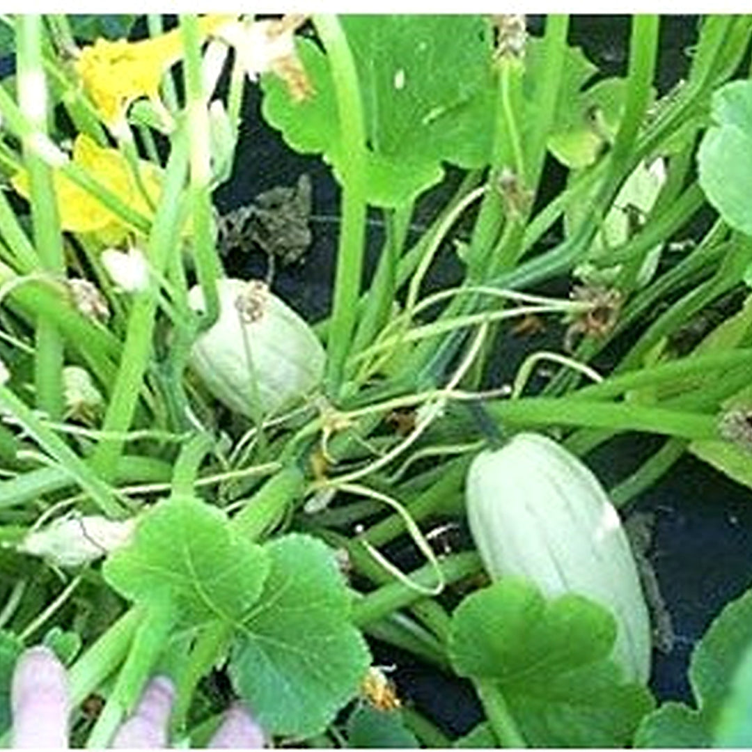 Green Bush Delicata Seeds for Planting [neera-v5-321962f64a07eda9f16f]