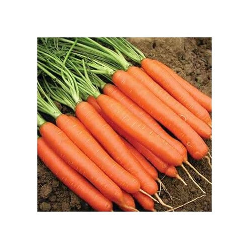 Nantes Carrot Seeds for Planting [neera-v5-3220e1ce0a6b2cfa663f]