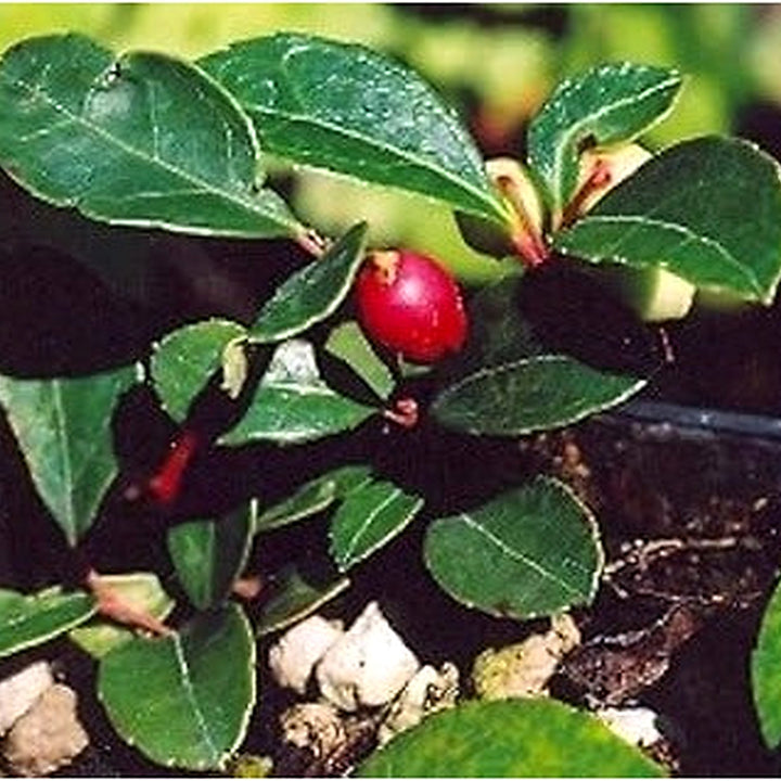 Red Gaultheria Flower Seeds for Planting [neera-v5-322d3ee29b75cd85eeb5]