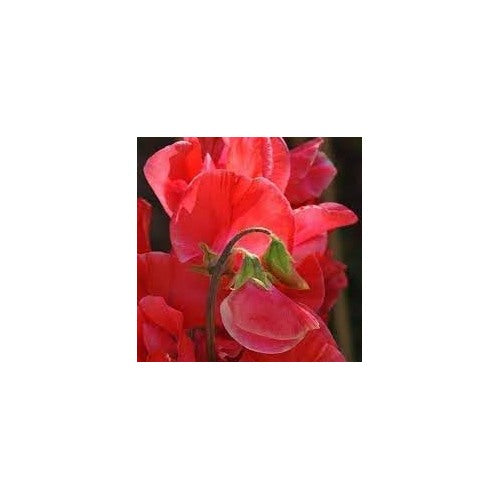 Pea Pearl Flower Heirloom Non Gmo For Fragrant And Compact Garden Planting Flower Seeds for Home [neera-v5-32359f2c7be3e218f0a2]