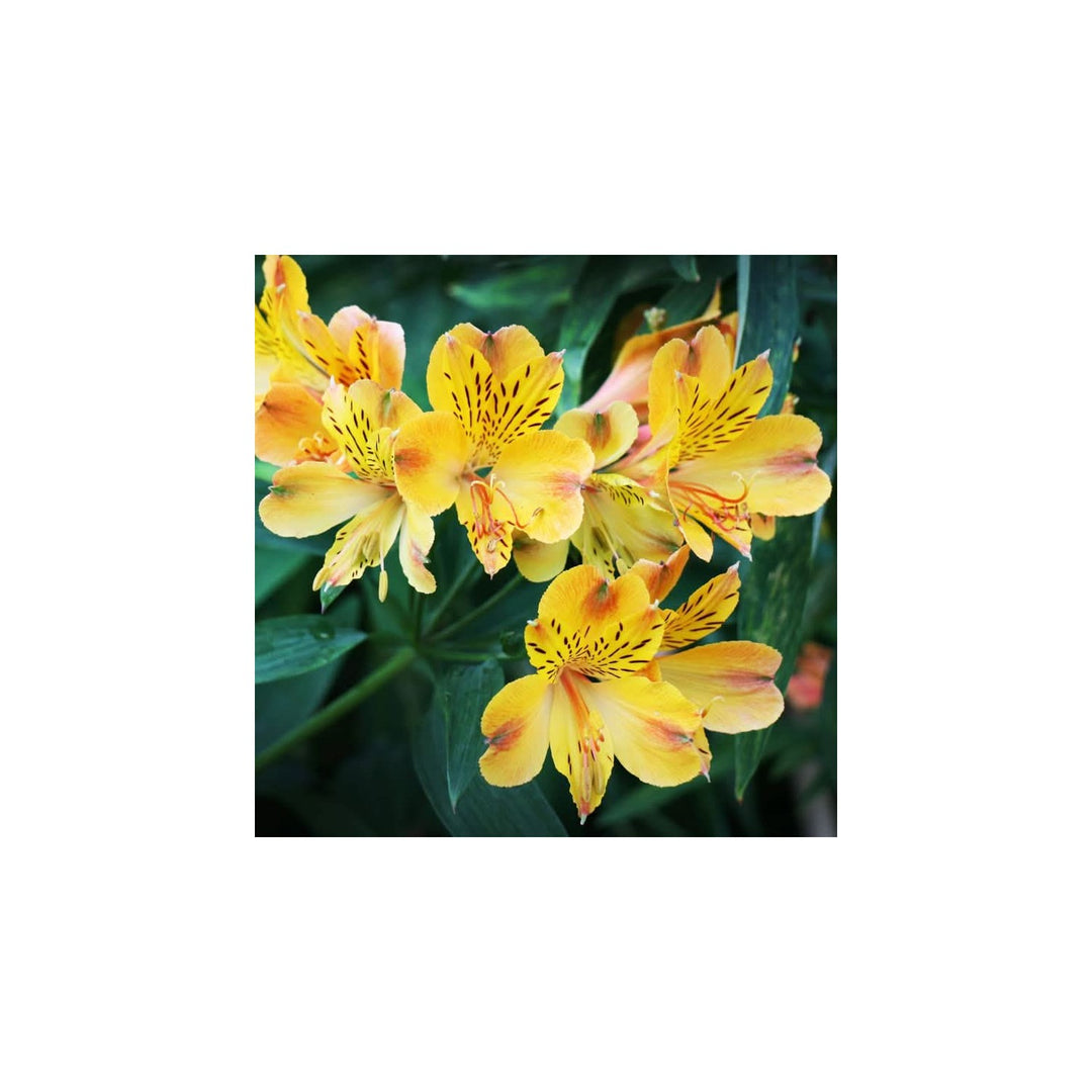 Peruvian Lily Alstroemeria Aurea Flower Seeds for Home Garden and Floral Bed Planting Heirloom Non-GMO High Germination Organic Garden Seeds [neera-v5-3237a47069c9b9e0a7bb]