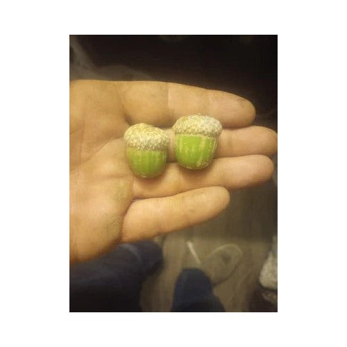 Shumard Oak Acorns Tree Planting Heirloom Non-GMO Seeds for Planting High Germination Organic Garden Seeds [neera-v5-32382f69bcec52796397]