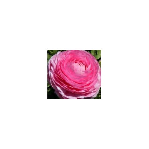 Heirloom White Pink Ranunculus Flower Seeds for Planting [neera-v5-3243f71e3e858d528cd2]