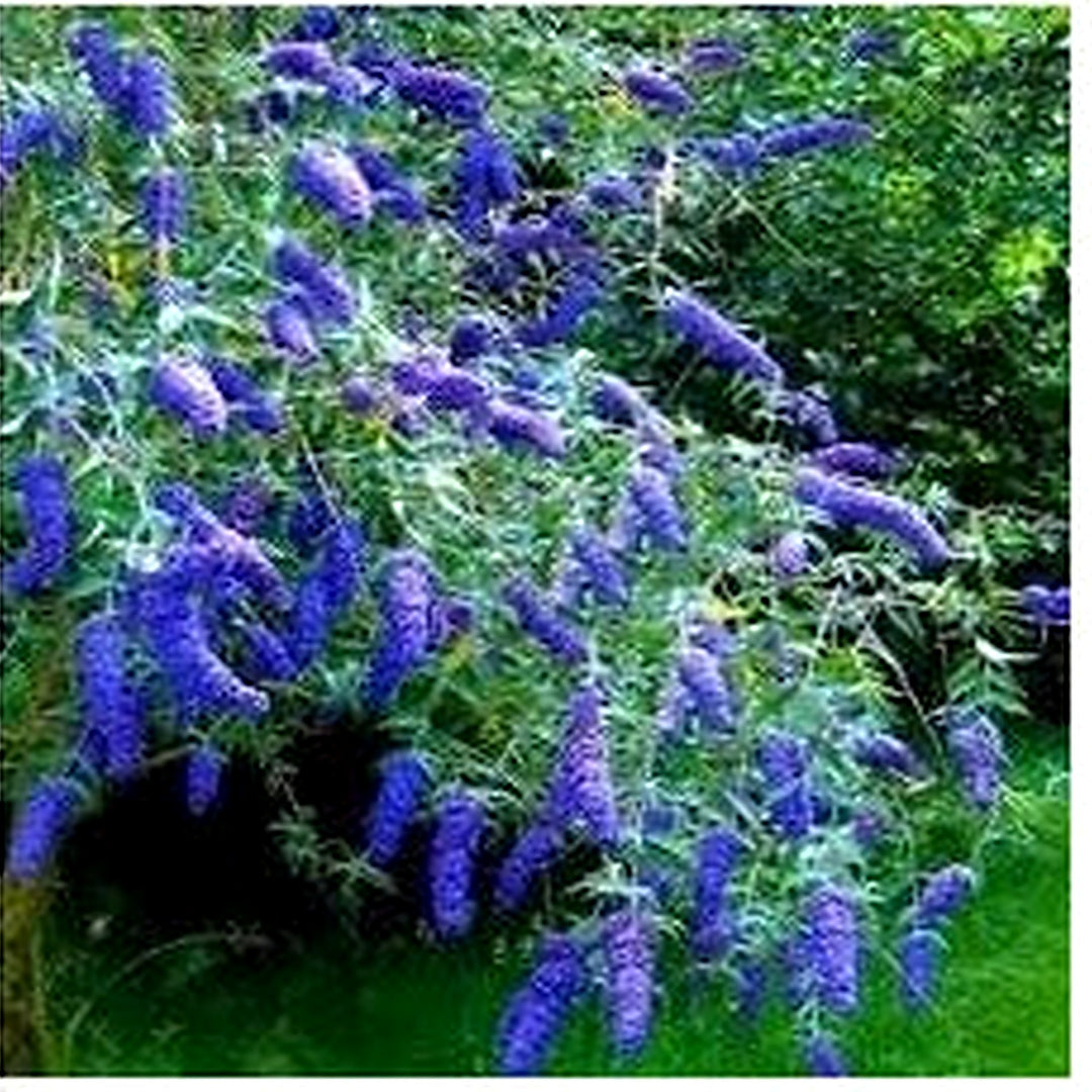 Heirloom Bush Flower Seeds [neera-v5-3245dc753300d38b3c57]