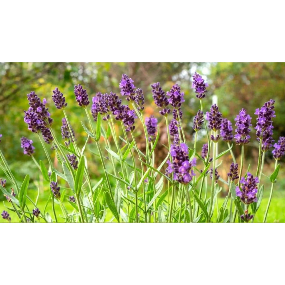 Lavender Provence Flower For Planting Non Gmo Flower Seeds for Home Garden Planting, Colorful [neera-v5-324e816fefc69037061e]
