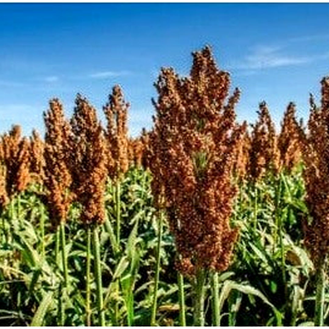 Lb Milo Food Plot Wildlife Pasture Planting Heirloom Non Gmo Flower Seeds Home Garden [neera-v5-3250c9481b2c69ee641a]