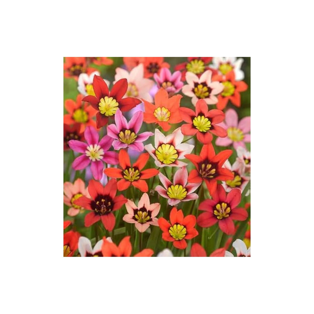 Sparaxis Sparaxis Tricolor Rose Flower For Planting Great For Spring Planting Colorful Garden [neera-v5-32534e571d850c2a66c7]