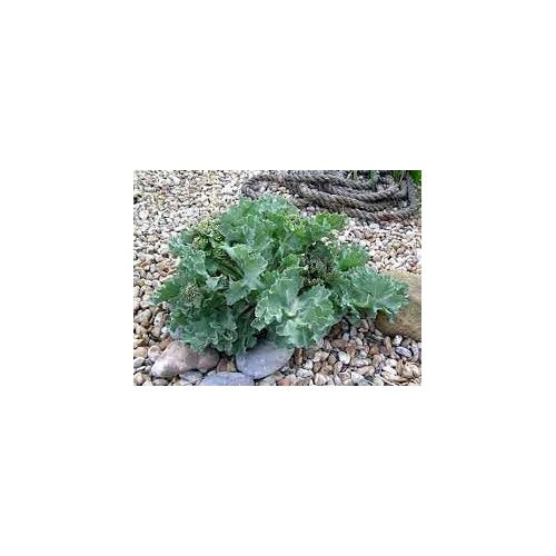 Heirloom Non-GMO Sea Kale Vegetable Seeds for Planting [neera-v5-325a98c07d5aa74c47cb]
