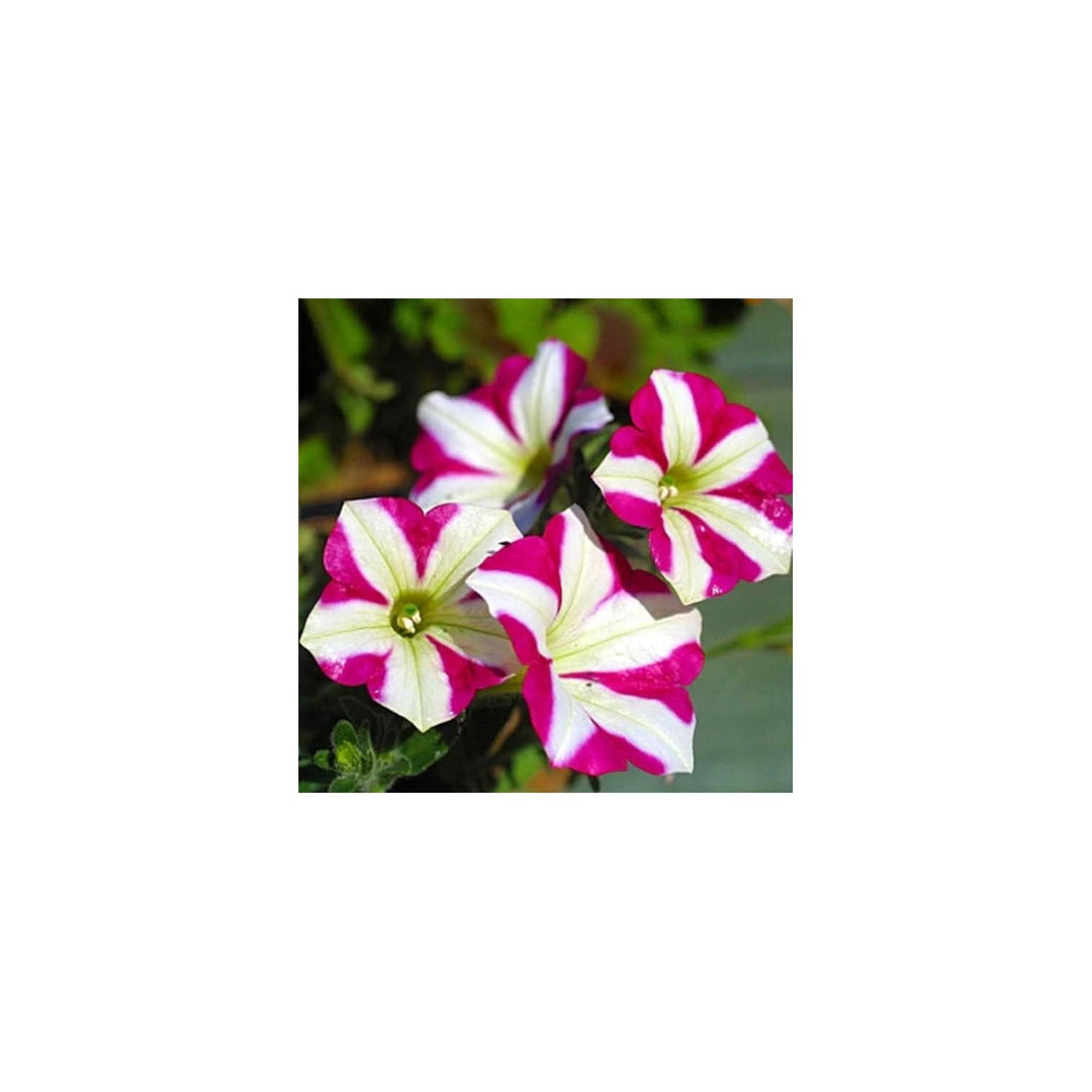 Petunia Mixed Colors Organic Garden Flower Flower Seeds for Home Garden Planting, Colorful Organic [neera-v5-325db012f780c6b126ae]