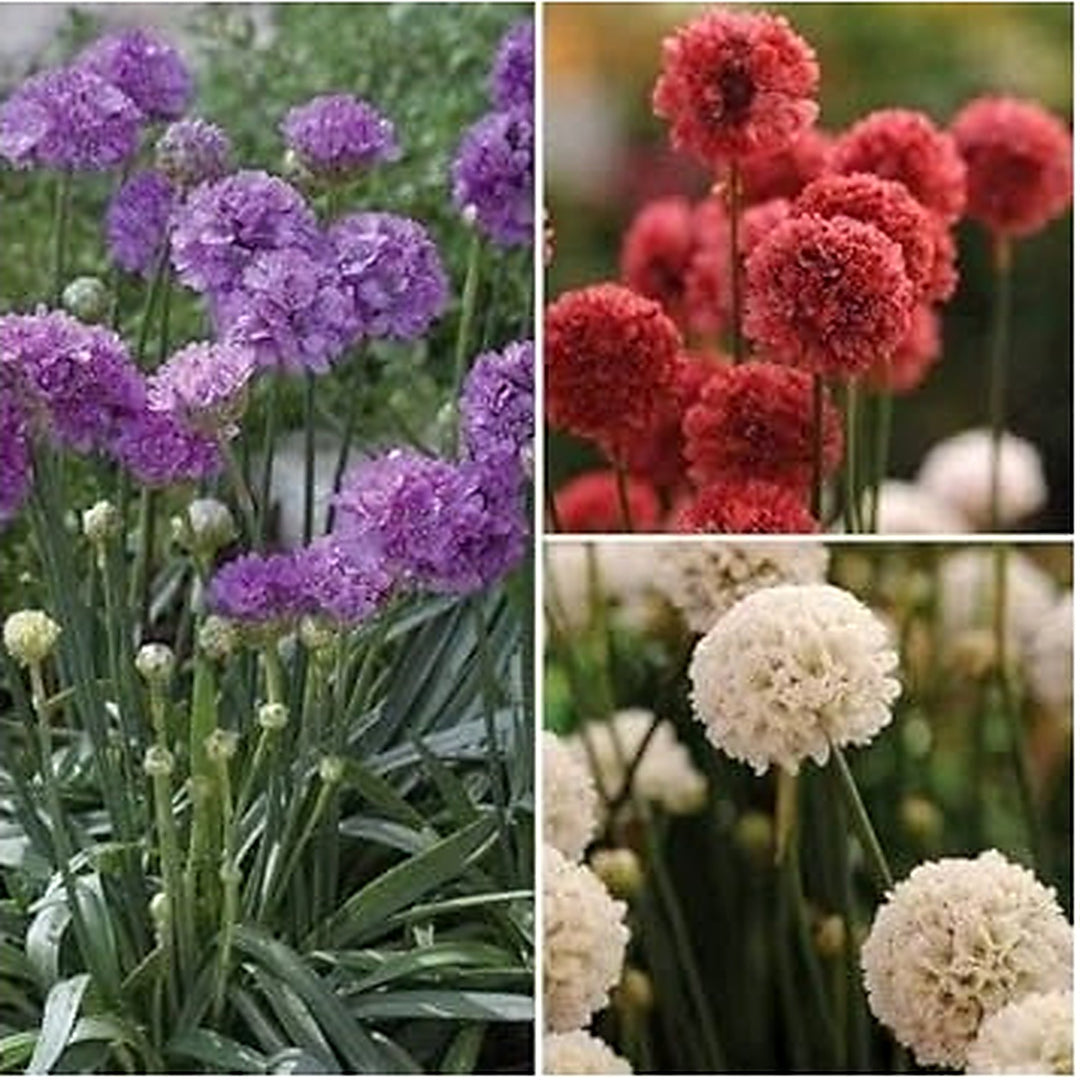 Mixed Joystick Flower Seeds for Planting [neera-v5-326465c8a7c3a6fc6cdc]