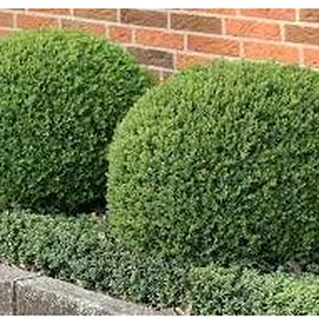 Organic Heirloom Buxus Sempervirens Plant Seeds for Planting [neera-v5-326f56a6ad28839cc2c8]
