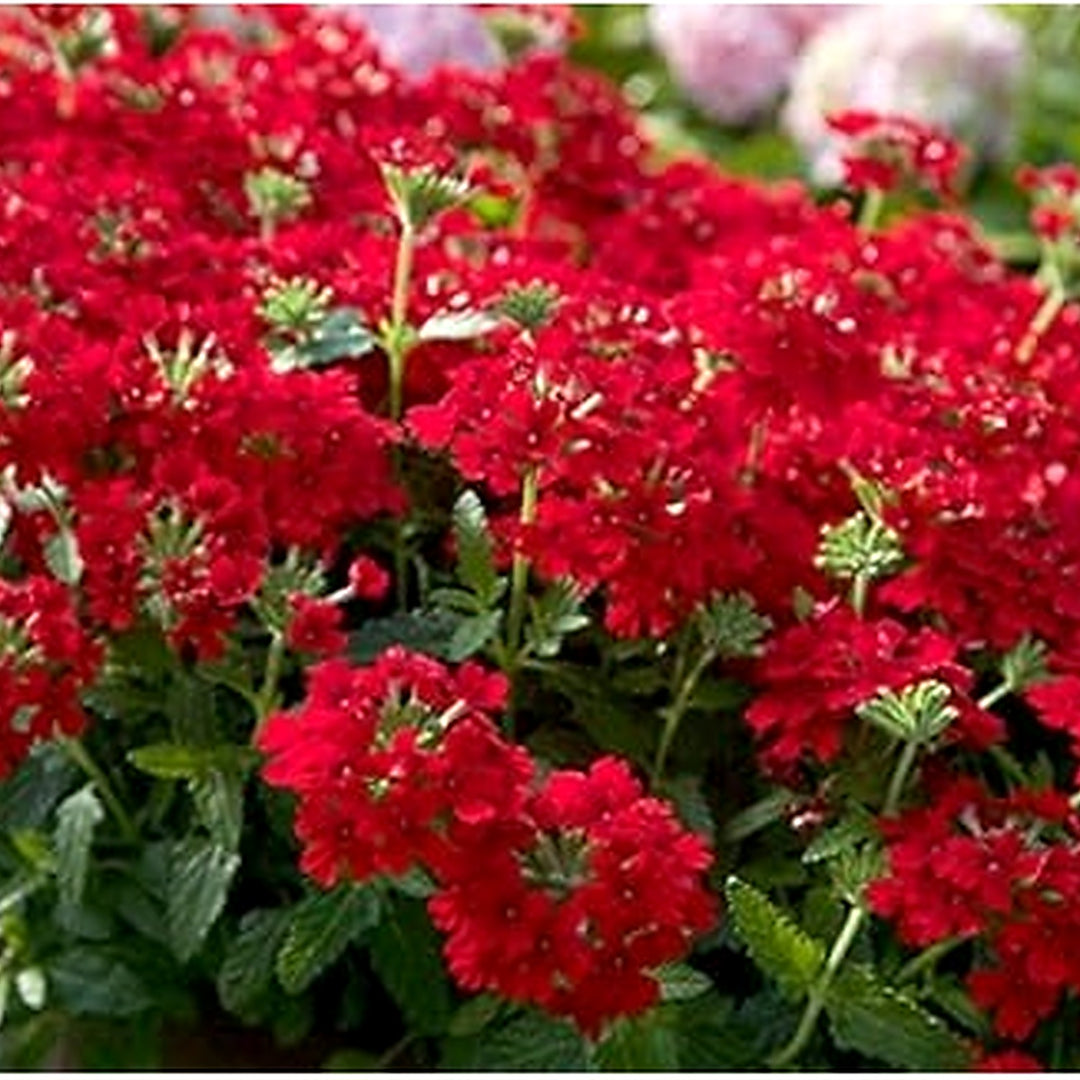 Red Verbena Flower Seeds for Planting [neera-v5-32736eb48a061fc66c45]