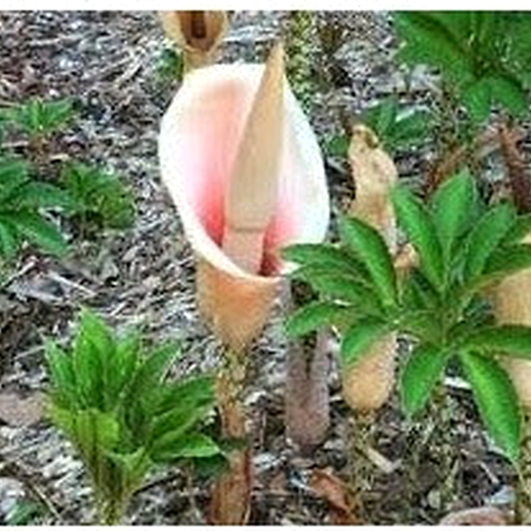 Heirloom Non-GMO Voodoo Lily Plant Seeds for Planting [neera-v5-3276add6ba781dc96c65]