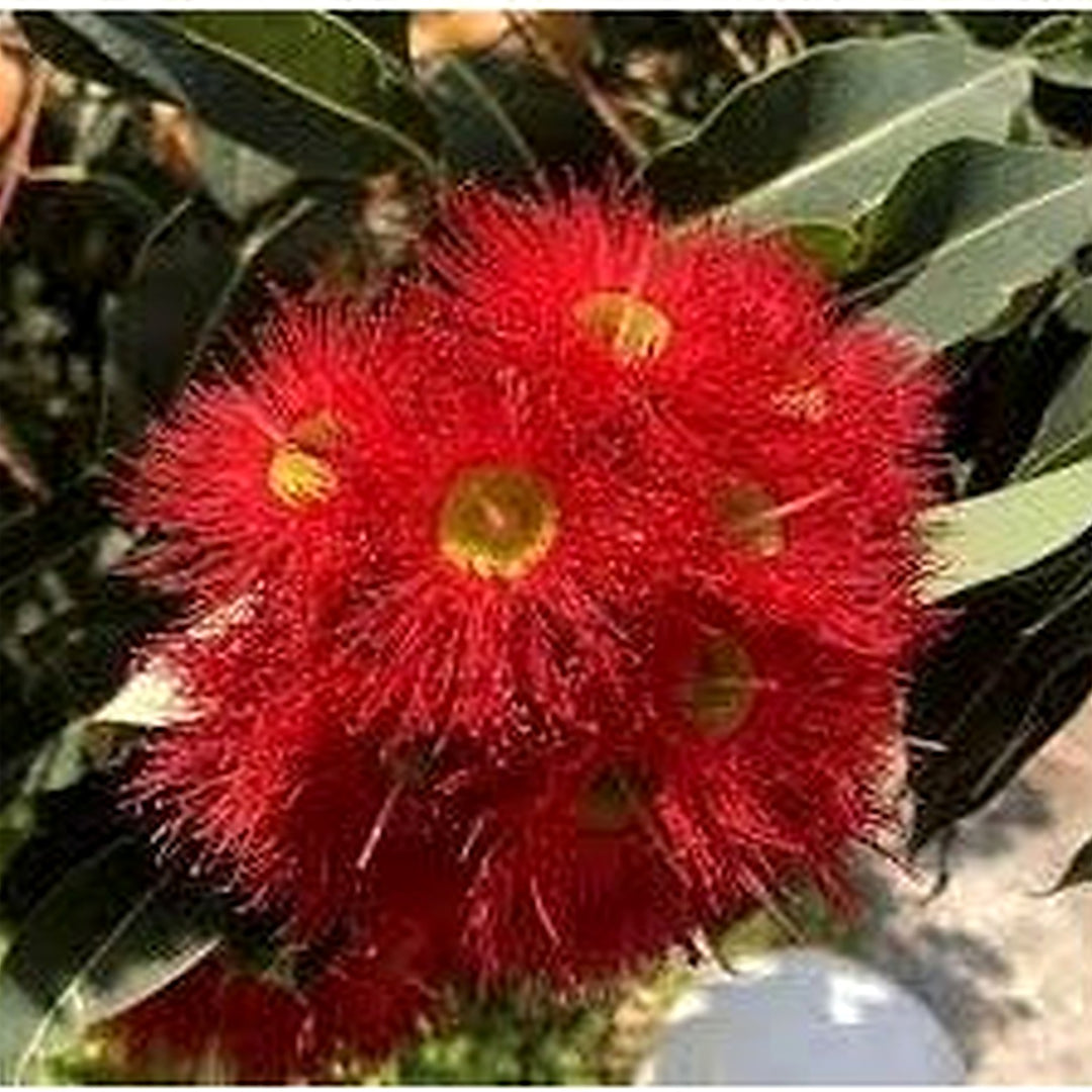 Heirloom Non-GMO Corymbia Ficifolia Flower Seeds for Planting [neera-v5-327bdc8522c6610906a0]