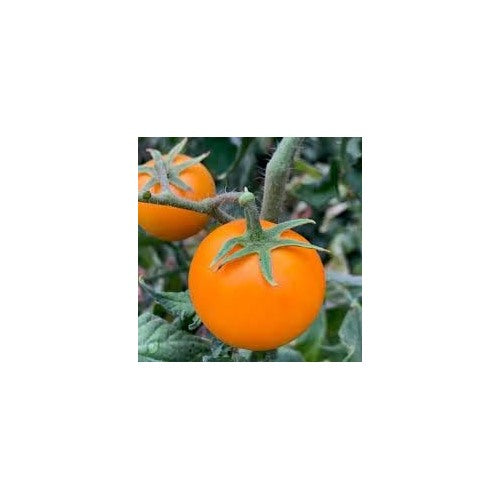 Yellow Cherry Tomato Seeds for Planting [neera-v5-3281673366ed8337b409]