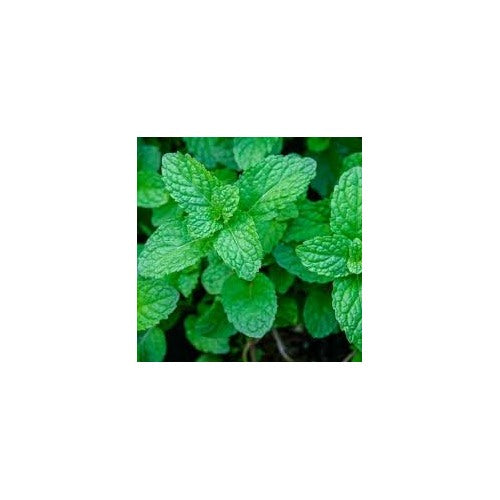 Green Mint Plant Seeds for Planting [neera-v5-328980bcf77659b1d5c5]