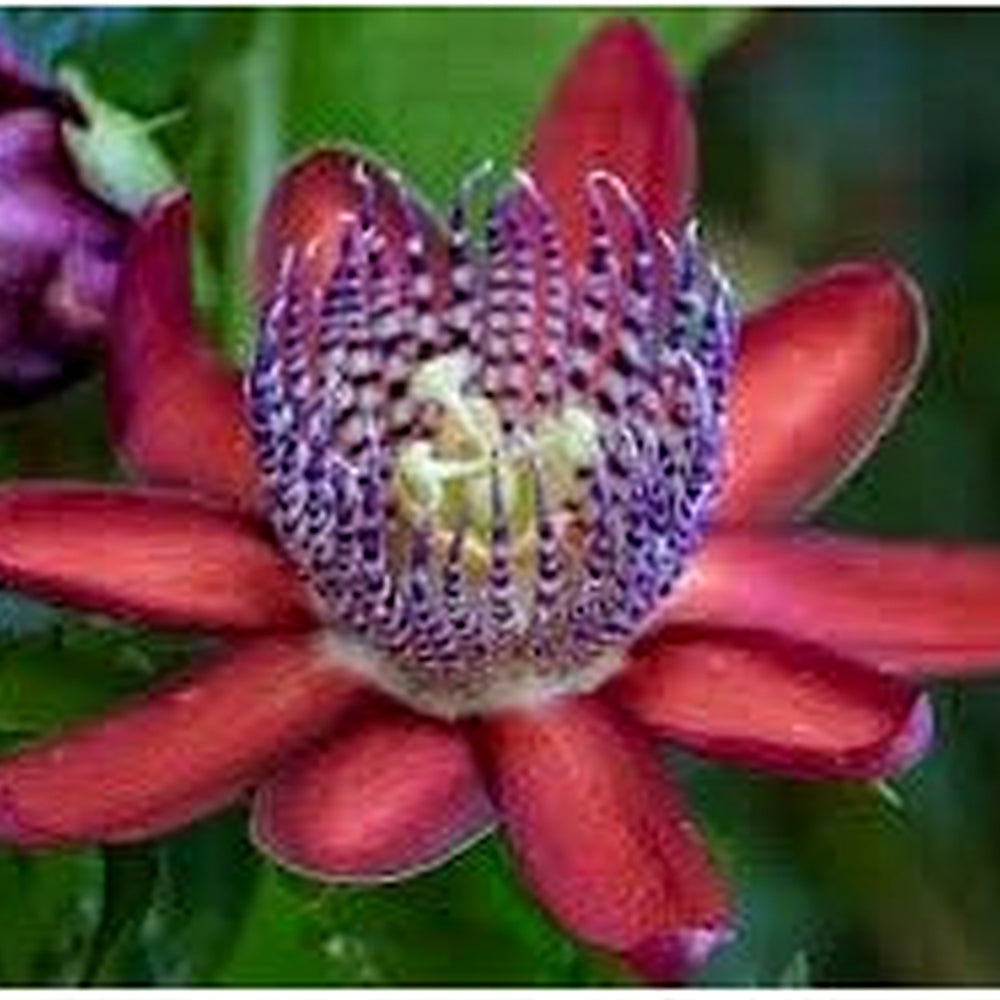 Passiflora Alata Flower Seeds for Planting- NON GMO Seeds [neera-v5-3289aeecbb27711adcde]