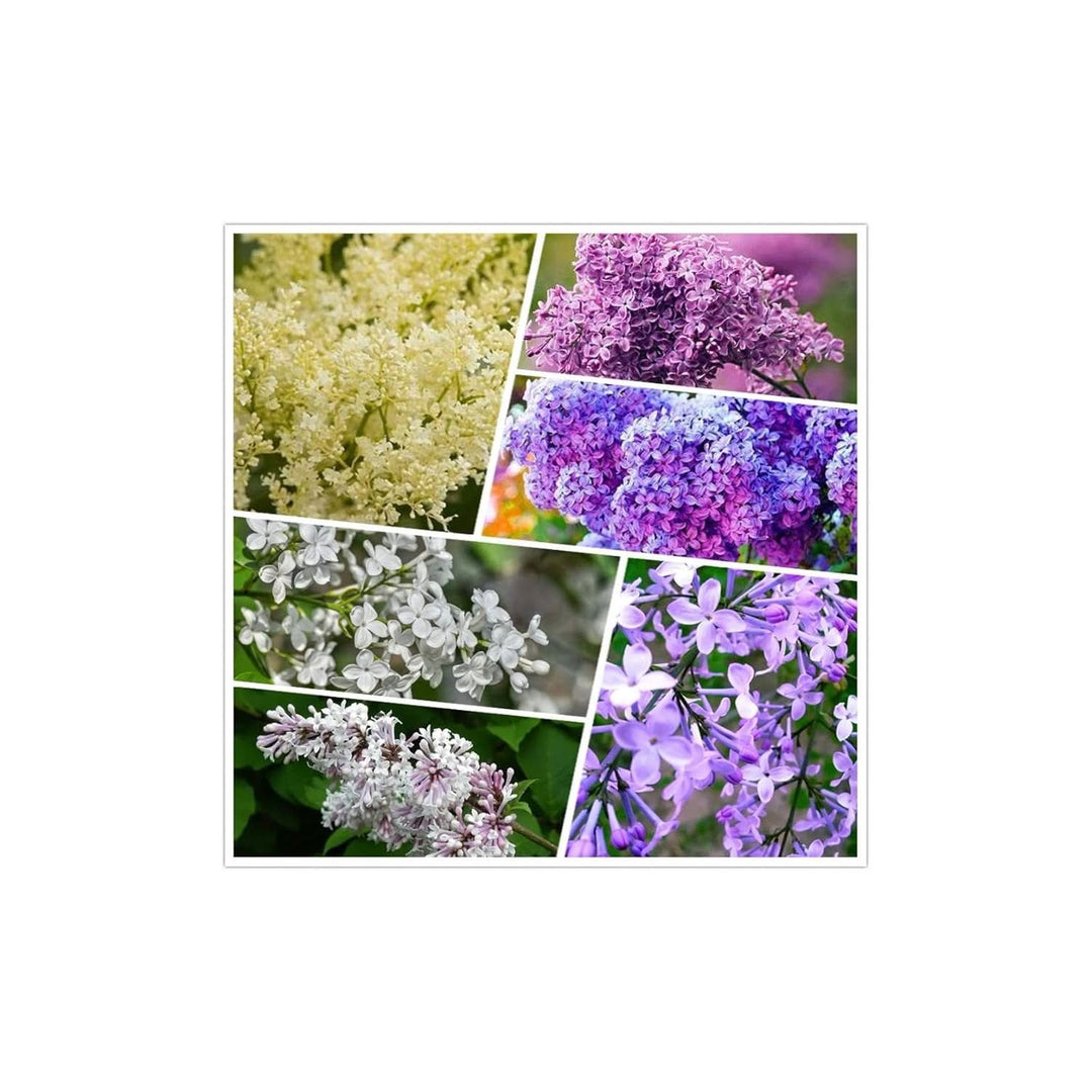 Japanese Lilac Syringa Reticulata Flower Seeds for Planting Heirloom Non-GMO High Germination Organic Garden Seeds [neera-v5-328ec84dd4f919d9c0e1]