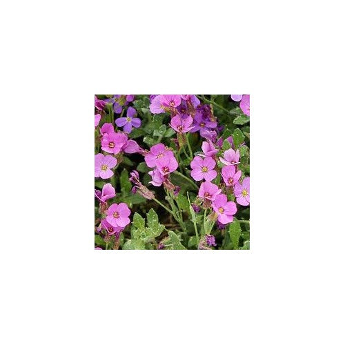 Soft Pink Rock Cress Flower Seeds for Planting [neera-v5-32944ef2db92deb6f38d]